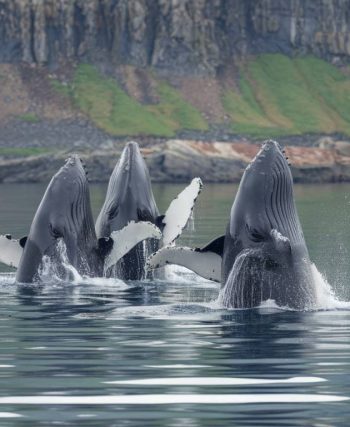 húsavík: the whale watching capital of iceland